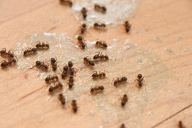 Best Pest Control Cost  in Parkville, MO
