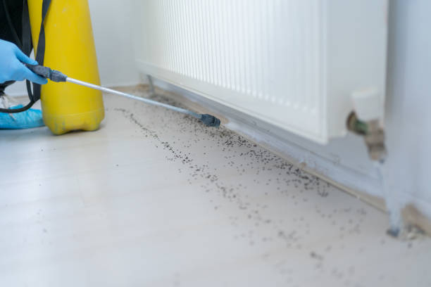 Best Local Pest Control Services  in Parkville, MO