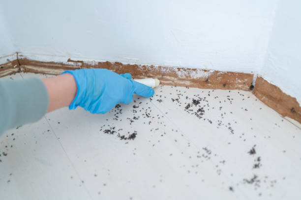 Best Affordable Pest Control Services  in Parkville, MO